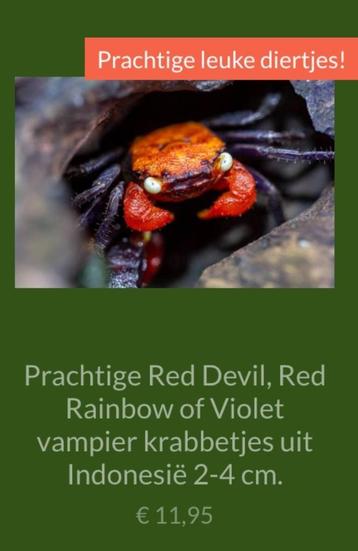 Prachtige Red Devil, Red Rainbow of Violet vampier krabbetje beschikbaar voor biedingen
