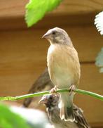 Citroenborst edelzanger, Crithagra citrinipectus, Vrouwelijk, Tropenvogel, Geringd