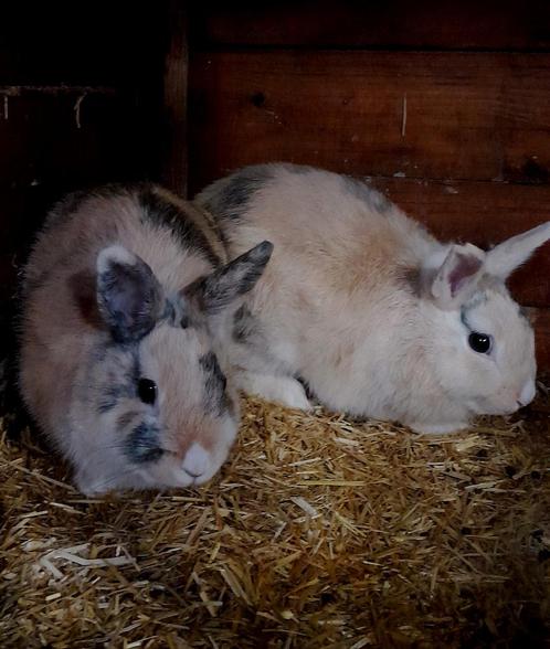 Dwergkonijntjes, Dieren en Toebehoren, Konijnen, Dwerg, Mannelijk