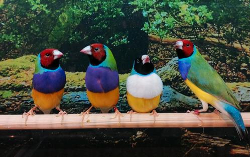 Gezocht Gouldamadines in diverse kleuren., Dieren en Toebehoren, Vogels | Overige Vogels, Tropenvogel, Meerdere dieren