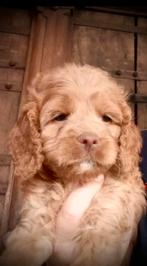 Nu !!  ♥️ mini LABRADOODLE  pupjes CUDDLEWELLRANCH ❤️, Overige rassen, CDV (hondenziekte), 8 tot 15 weken, Meerdere