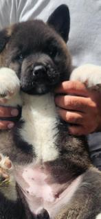 Amerikaanse akita puppy, Dieren en Toebehoren, Honden | Poolhonden, Keeshonden en Oertypen, België, Particulier, Rabiës (hondsdolheid)