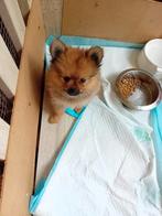 Pomeriaan, Dieren en Toebehoren, Overige rassen, 8 tot 15 weken, Teef, Eén hond