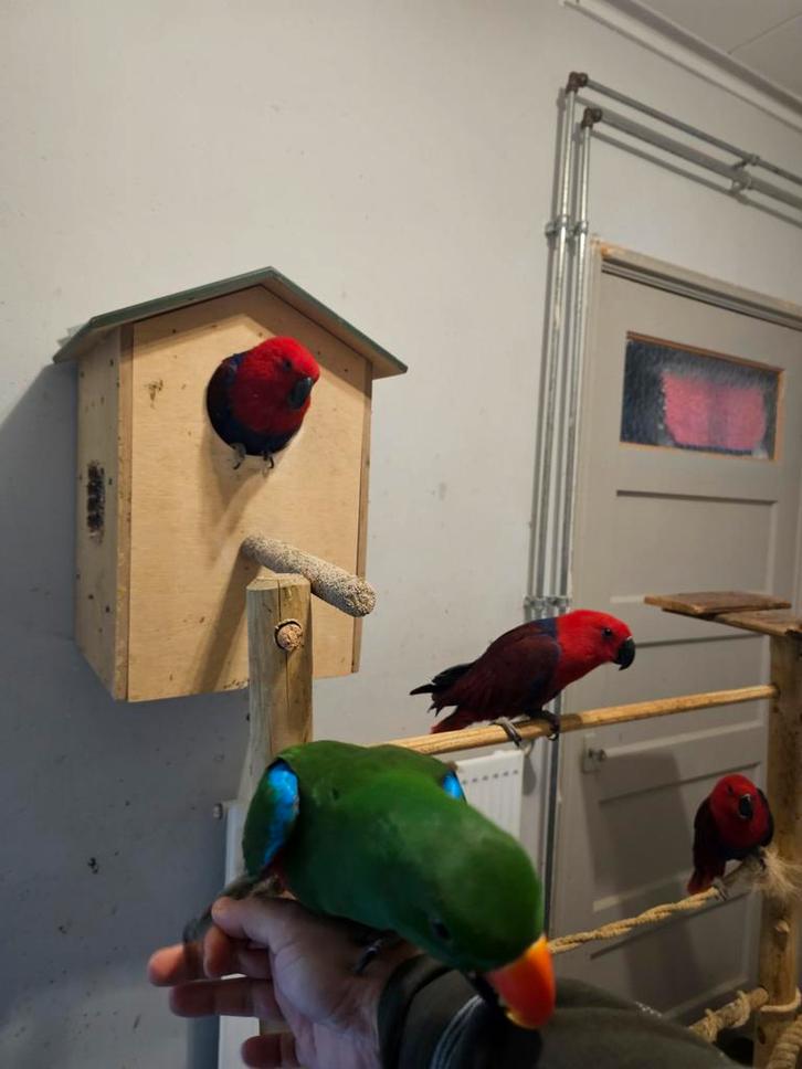4 edelpapegaaien, 1 man en 3 vrouwtjes (vader/moeder/2 kids), Dieren en Toebehoren, Vogels | Parkieten en Papegaaien, Parkiet