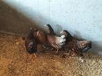 Te koop wyandotte kriel hennen., Dieren en Toebehoren, Pluimvee, Vrouwelijk, Kip
