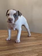 American bully xl pup(teefje), Dieren en Toebehoren, Honden | Bulldogs, Pinschers en Molossers, Overige rassen, CDV (hondenziekte)