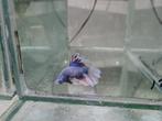 Betta splendens super delta kempvis man, Vis, Zoetwatervis