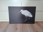 Foto op aluminium zilverreiger 60x40 cm, Huis en Inrichting, Ophalen of Verzenden, Gebruikt, Minder dan 50 cm