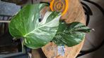 Monstera variegata, Huis en Inrichting, Ophalen of Verzenden, Halfschaduw, Minder dan 100 cm