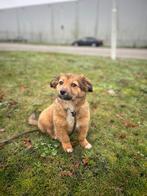 Puppy zoekt nieuw baasje, Dieren en Toebehoren, Honden | Niet-rashonden, Parvo, Particulier, 15 weken tot 1 jaar, Buitenland