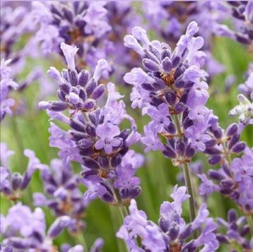 BIOLOGISCHE Lavendel uit Portugal  beschikbaar voor biedingen