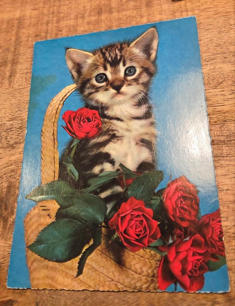 Grijze kitten tussen rode rozen, Verzenden, 1980 tot heden, Ongelopen, Hond of Kat