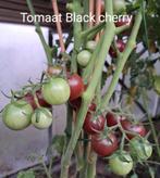 Zaden tomaat black cherry, Verzenden, Voorjaar, Volle zon, Zaad