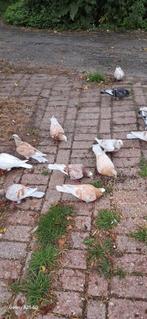 Duiven te koop!, Dieren en Toebehoren, Meerdere dieren, Overige soorten