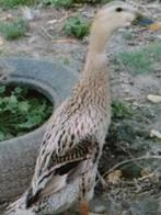 Stel loopeenden., Dieren en Toebehoren, Pluimvee, Meerdere dieren, Eend