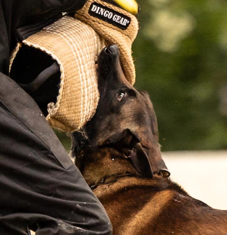 Dekreu Mechelse Herder FCI Stamboom, Dieren en Toebehoren, Honden | Dekreuen, Reu, Fokker | Hobbymatig, Eén hond, Nederland, 3 tot 5 jaar