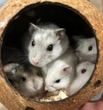 Baby hamsters, Dieren en Toebehoren, Hamster, Mannelijk, Tam, September