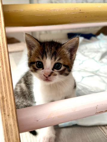 Half britse korthaar kittens beschikbaar voor biedingen