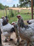 Jonge brahma hennen te reserveren, Dieren en Toebehoren, Pluimvee, Meerdere dieren, Kip