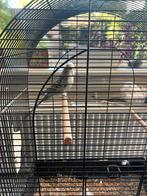 Zorgzame mannetjesparkiet, Dieren en Toebehoren, Mannelijk, Parkiet, Geringd