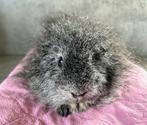 CH Teddy cavia BEER, Cavia, Mannelijk, December, Tam