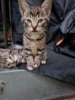 1kitten, katertje, mix abbesijn en brits korthaar., Dieren en Toebehoren, Katten en Kittens | Raskatten | Korthaar, Meerdere dieren