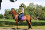 Leuke c pony merrie, Dieren en Toebehoren, Pony's, Merrie, Recreatiepony