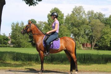 Leuke c pony merrie met enige spoed  beschikbaar voor biedingen