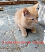 poesjes, 3 rode katerjes en 1 poesje  kittens van boerderij, Dieren en Toebehoren, Poes, Ontwormd, 0 tot 2 jaar