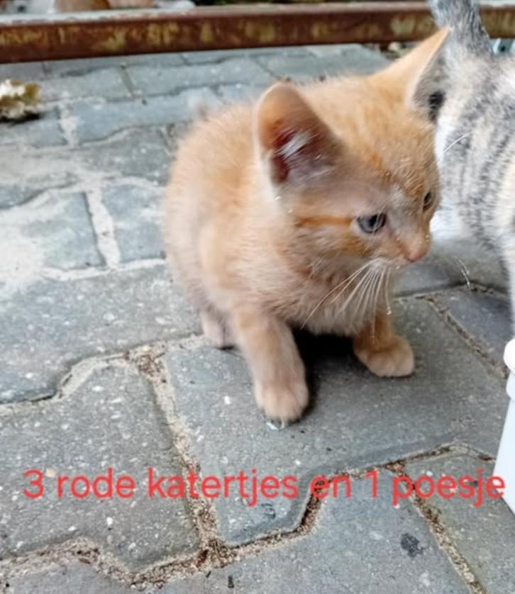 poesjes, 3 rode katerjes en 1 poesje  kittens van boerderij, Dieren en Toebehoren, Katten en Kittens | Raskatten | Korthaar, Poes
