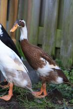 Zuivere Indische loopeend/Fleseend, Diversen, Levensmiddelen, Ophalen