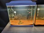 Betta A+ vissen en Aquariums, Dieren en Toebehoren, Vissen | Aquariumvissen, Vis, Zoetwatervis