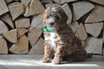 Middenslag poedel pup (reu), Dieren en Toebehoren, Poedel, Reu, 8 tot 15 weken, CDV (hondenziekte)