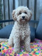 Mini Australian labradoodle dekreu, Reu, CDV (hondenziekte), 1 tot 2 jaar, Eén hond