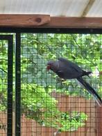 Koppel halsbanden, Dieren en Toebehoren, Vogels | Parkieten en Papegaaien, Meerdere dieren, Parkiet, Geringd