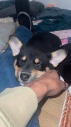 Cordigan welsh corgie, Dieren en Toebehoren, Honden | Niet-rashonden, Parvo, 8 tot 15 weken, Teef, Eén hond