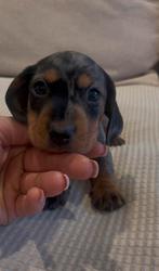 Prachtige teckel kanichen x dwerg teckel pups, Dieren en Toebehoren, België, Particulier, CDV (hondenziekte), 8 tot 15 weken