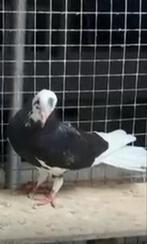 Deze vogel is vermist. 0616499777, Dieren en Toebehoren, Vogels | Duiven, Mannelijk