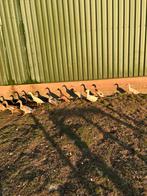 Indische loopeenden, Dieren en Toebehoren, Pluimvee, Meerdere dieren, Eend