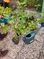 Vaste planten, zie omschrijving, Tuin en Terras, Ophalen, Zomer, Bodembedekkers, Volle zon
