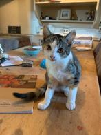 Kittens, Dieren en Toebehoren, Katten en Kittens | Overige Katten, Meerdere dieren