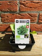 Biologische andijvie plantjes, Ophalen, Volle zon, Groenteplanten, Eenjarig