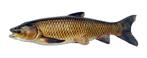 Graskarper - Graskarpers - ca 10 / 12 cm Groen bestrijder, Karper of Koi