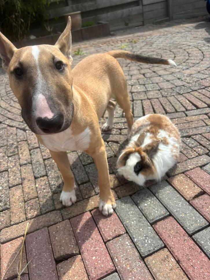 Bullterriër reu beschikbaar als dekreu, Dieren en Toebehoren, Honden | Dekreuen, Reu, Particulier, Eén hond, Nederland, 15 weken tot 1 jaar