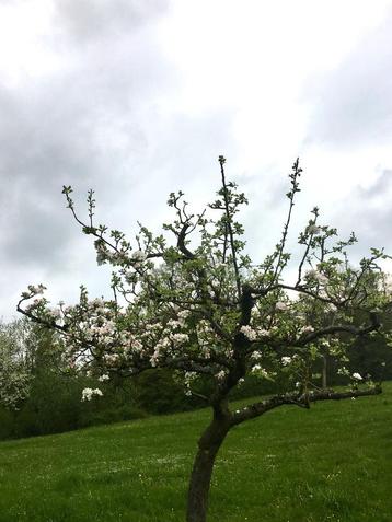 fruitbomen (leren) snoeien omgeving Den Haag beschikbaar voor biedingen