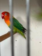 Verschillende kleuren agapornis Ficheri, Meerdere dieren, Parkiet