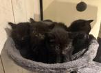Jonge kittens te koop! .  (Allemaal gereserveerd), Dieren en Toebehoren, Katten en Kittens | Overige Katten, Meerdere dieren, Kortharig