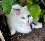 Ragdoll kittens te Koop, Dieren en Toebehoren, Katten en Kittens | Raskatten | Langhaar, Meerdere dieren, Ontwormd, 0 tot 2 jaar