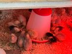 Laatse prachtige chocin kriel hennen, Dieren en Toebehoren, Pluimvee, Vrouwelijk, Kip