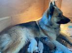 Eurasier x pups, Rabiës (hondsdolheid), Overige rassen, 8 tot 15 weken, Meerdere